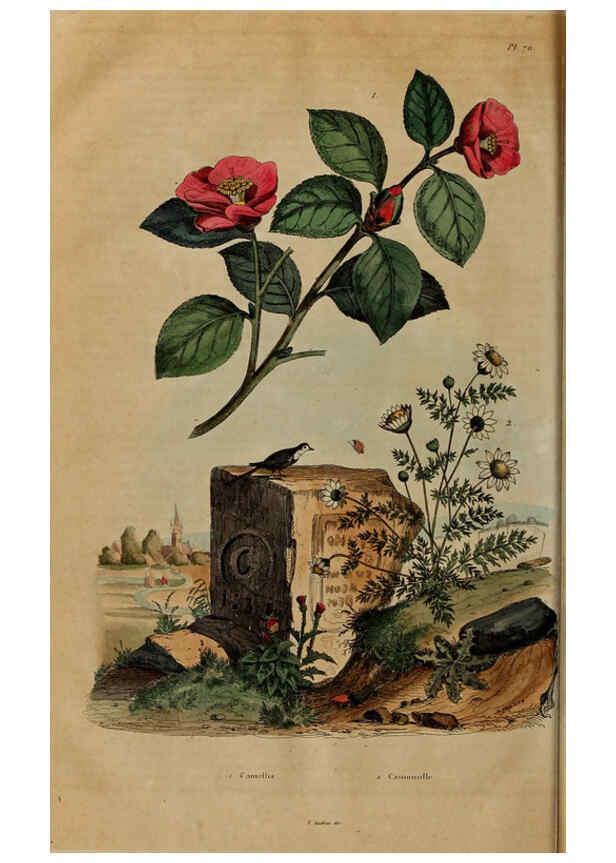 Reproducción/Reproduction 6195103686: Dictionnaire pittoresque d'histoire naturelle et des phénomènes de la nature. v.1 Paris,1833-[1840] 