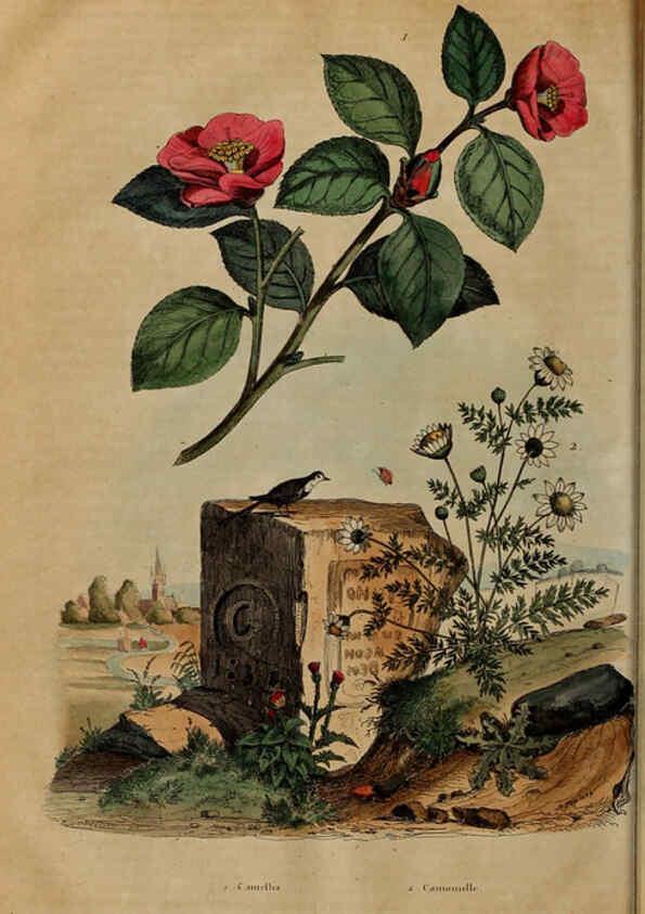 Reproducción/Reproduction 6195103686: Dictionnaire pittoresque d'histoire naturelle et des phénomènes de la nature. v.1 Paris,1833-[1840] 