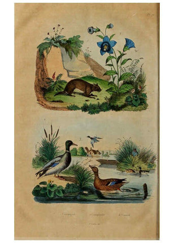 Reproducción/Reproduction 6195103890: Dictionnaire pittoresque d'histoire naturelle et des phénomènes de la nature. v.1 Paris,1833-[1840] 