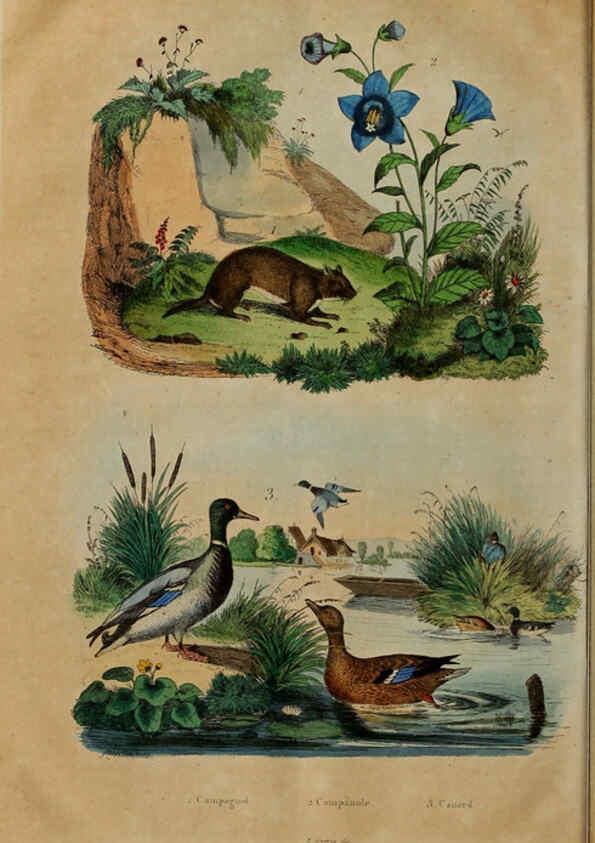 Reproducción/Reproduction 6195103890: Dictionnaire pittoresque d'histoire naturelle et des phénomènes de la nature. v.1 Paris,1833-[1840] 