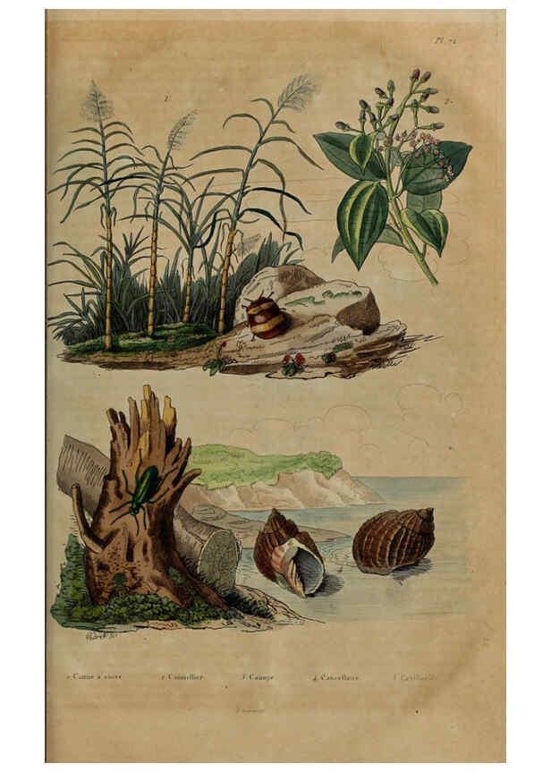 Reproducción/Reproduction 6194587327: Dictionnaire pittoresque d'histoire naturelle et des phénomènes de la nature. v.1 Paris,1833-[1840] 