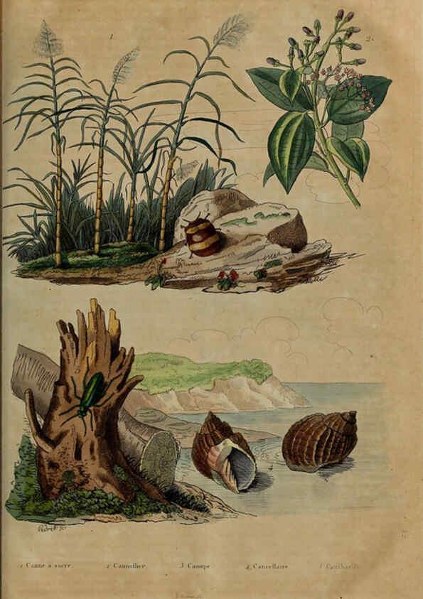 Reproducción/Reproduction 6194587327: Dictionnaire pittoresque d'histoire naturelle et des phénomènes de la nature. v.1 Paris,1833-[1840] 