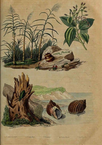 Reproducción/Reproduction 6194587327: Dictionnaire pittoresque d'histoire naturelle et des phénomènes de la nature. v.1 Paris,1833-[1840] 