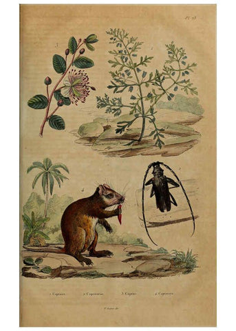 Reproducción/Reproduction 6195104354: Dictionnaire pittoresque d'histoire naturelle et des phénomènes de la nature. v.1 Paris,1833-[1840] 
