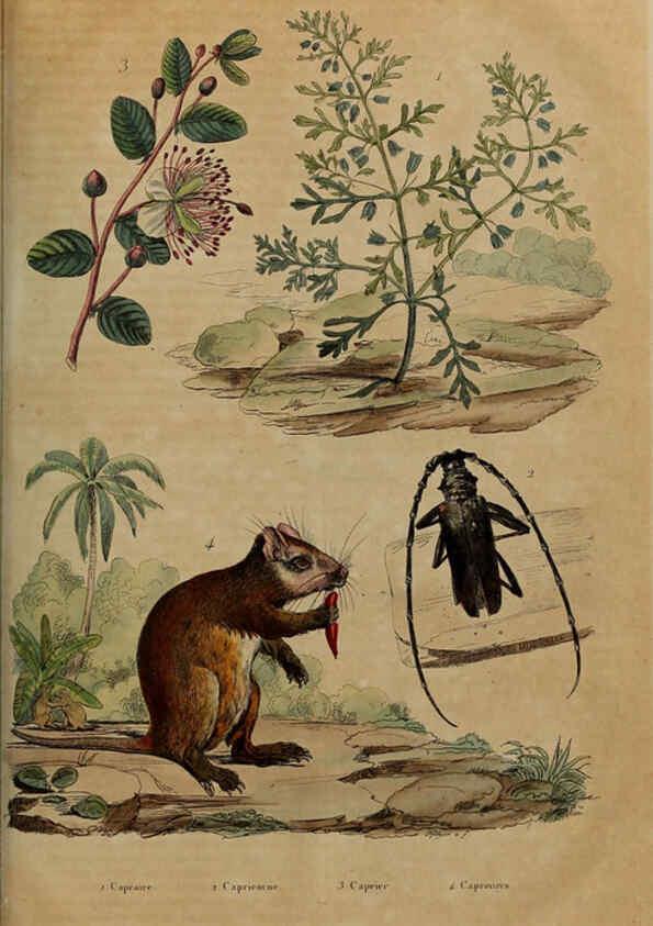 Reproducción/Reproduction 6195104354: Dictionnaire pittoresque d'histoire naturelle et des phénomènes de la nature. v.1 Paris,1833-[1840] 