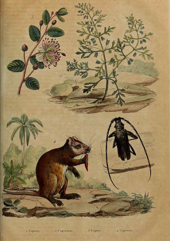 Reproducción/Reproduction 6195104354: Dictionnaire pittoresque d'histoire naturelle et des phénomènes de la nature. v.1 Paris,1833-[1840] 