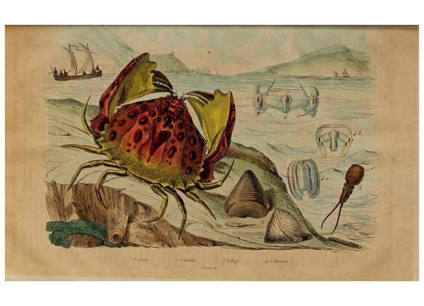 Reproducción/Reproduction 6195102760: Dictionnaire pittoresque d'histoire naturelle et des phénomènes de la nature. v.1 Paris,1833-[1840] 