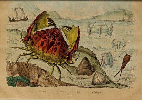 Reproducción/Reproduction 6195102760: Dictionnaire pittoresque d'histoire naturelle et des phénomènes de la nature. v.1 Paris,1833-[1840] 