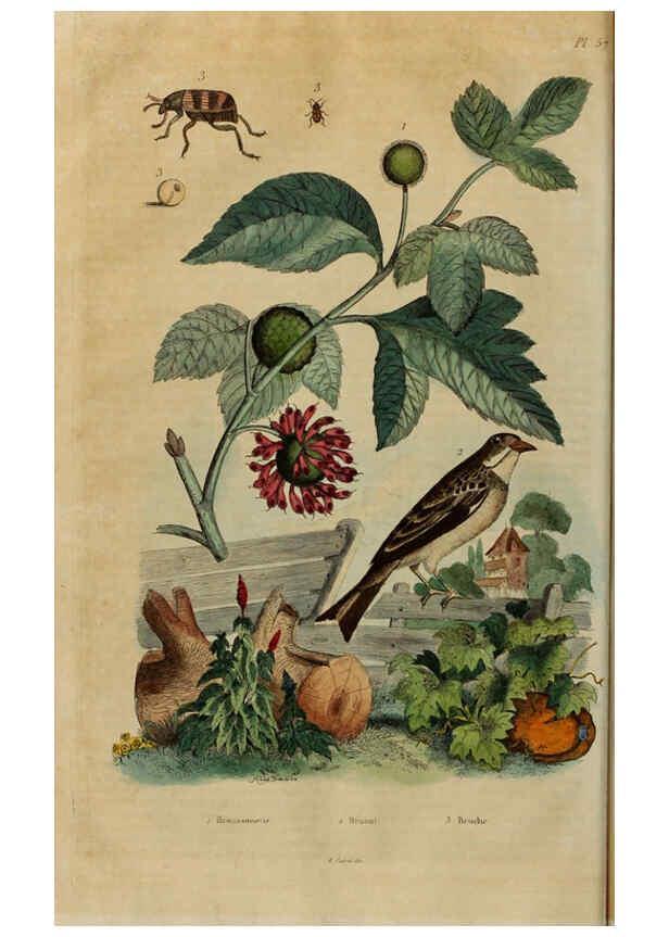 Reproducción/Reproduction 6195100880: Dictionnaire pittoresque d'histoire naturelle et des phénomènes de la nature. v.1 Paris,1833-[1840] 