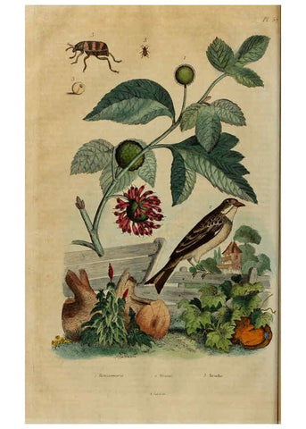 Reproducción/Reproduction 6195100880: Dictionnaire pittoresque d'histoire naturelle et des phénomènes de la nature. v.1 Paris,1833-[1840] 