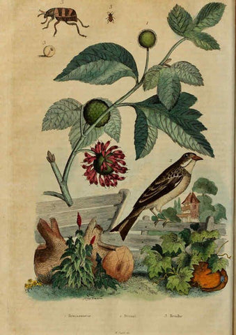 Reproducción/Reproduction 6195100880: Dictionnaire pittoresque d'histoire naturelle et des phénomènes de la nature. v.1 Paris,1833-[1840] 