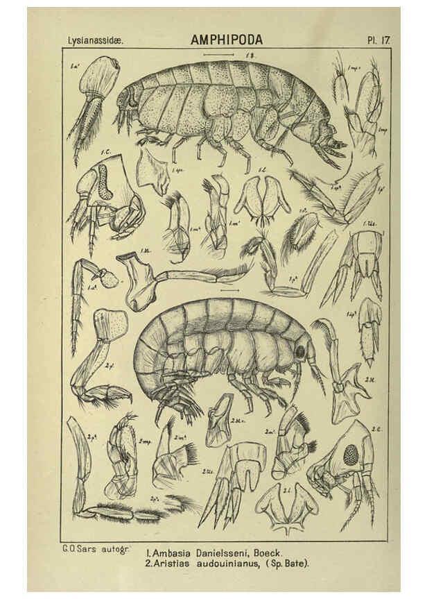 Reproducción/Reproduction 6194923193: An account of the Crustacea of Norway. v.1 Amphipoda (plates) Christiania,A. Cammermeyer,1895-1928