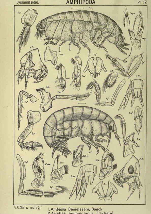 Reproducción/Reproduction 6194923193: An account of the Crustacea of Norway. v.1 Amphipoda (plates) Christiania,A. Cammermeyer,1895-1928