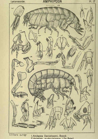 Reproducción/Reproduction 6194923193: An account of the Crustacea of Norway. v.1 Amphipoda (plates) Christiania,A. Cammermeyer,1895-1928