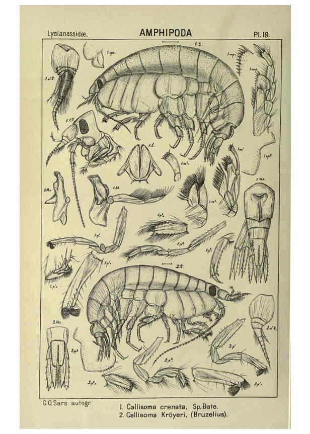 Reproducción/Reproduction 6195440848: An account of the Crustacea of Norway. v.1 Amphipoda (plates) Christiania,A. Cammermeyer,1895-1928