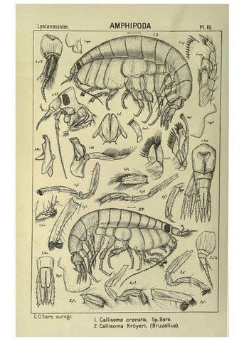 Reproducción/Reproduction 6195440848: An account of the Crustacea of Norway. v.1 Amphipoda (plates) Christiania,A. Cammermeyer,1895-1928