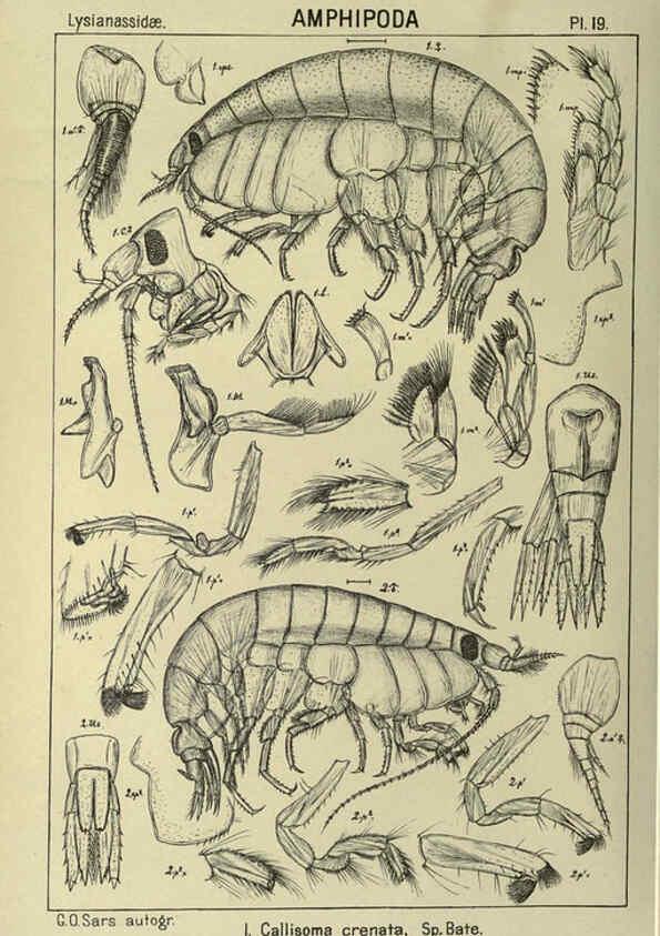 Reproducción/Reproduction 6195440848: An account of the Crustacea of Norway. v.1 Amphipoda (plates) Christiania,A. Cammermeyer,1895-1928