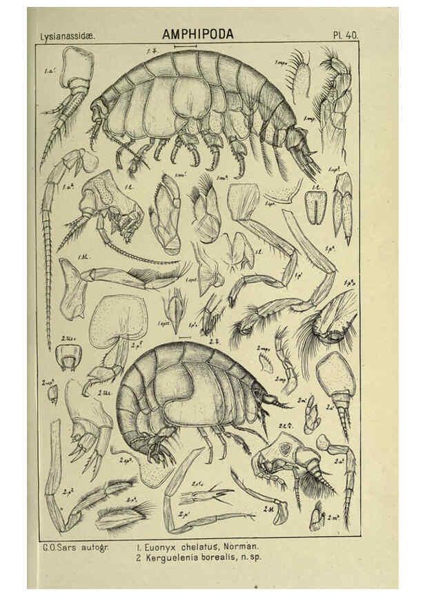 Reproducción/Reproduction 6194928409: An account of the Crustacea of Norway. v.1 Amphipoda (plates) Christiania,A. Cammermeyer,1895-1928