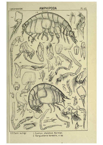 Reproducción/Reproduction 6194928409: An account of the Crustacea of Norway. v.1 Amphipoda (plates) Christiania,A. Cammermeyer,1895-1928