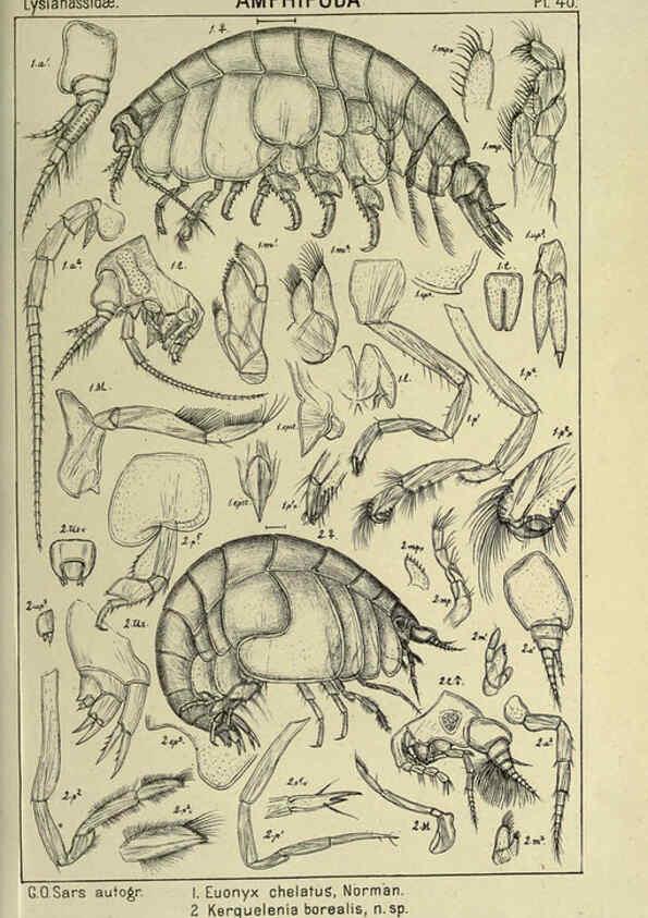 Reproducción/Reproduction 6194928409: An account of the Crustacea of Norway. v.1 Amphipoda (plates) Christiania,A. Cammermeyer,1895-1928