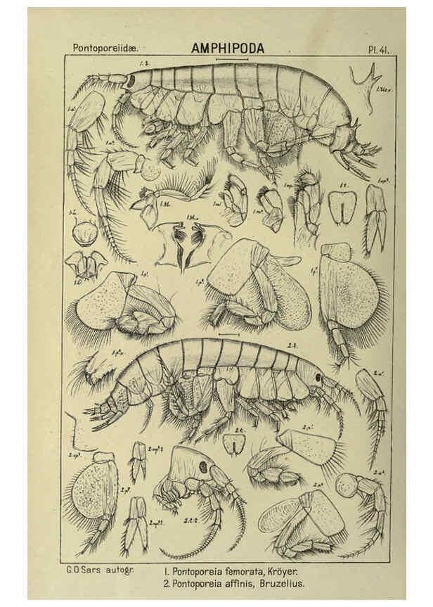 Reproducción/Reproduction 6194928619: An account of the Crustacea of Norway. v.1 Amphipoda (plates) Christiania,A. Cammermeyer,1895-1928