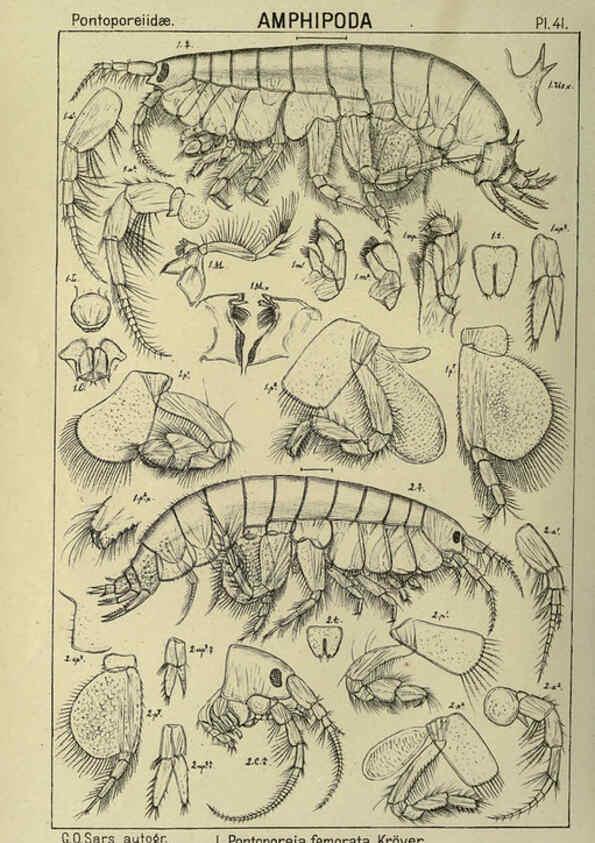 Reproducción/Reproduction 6194928619: An account of the Crustacea of Norway. v.1 Amphipoda (plates) Christiania,A. Cammermeyer,1895-1928