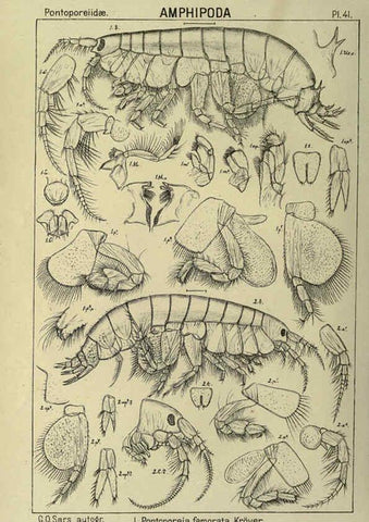 Reproducción/Reproduction 6194928619: An account of the Crustacea of Norway. v.1 Amphipoda (plates) Christiania,A. Cammermeyer,1895-1928