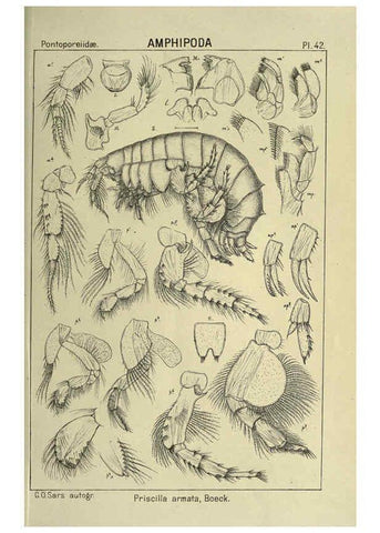 Reproducción/Reproduction 6194928817: An account of the Crustacea of Norway. v.1 Amphipoda (plates) Christiania,A. Cammermeyer,1895-1928