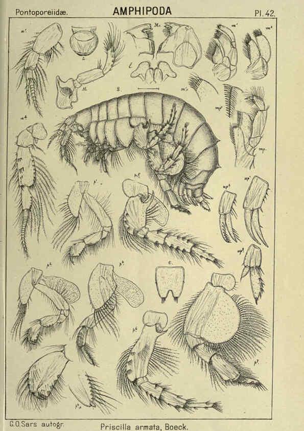 Reproducción/Reproduction 6194928817: An account of the Crustacea of Norway. v.1 Amphipoda (plates) Christiania,A. Cammermeyer,1895-1928