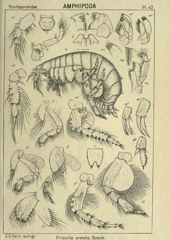 Reproducción/Reproduction 6194928817: An account of the Crustacea of Norway. v.1 Amphipoda (plates) Christiania,A. Cammermeyer,1895-1928