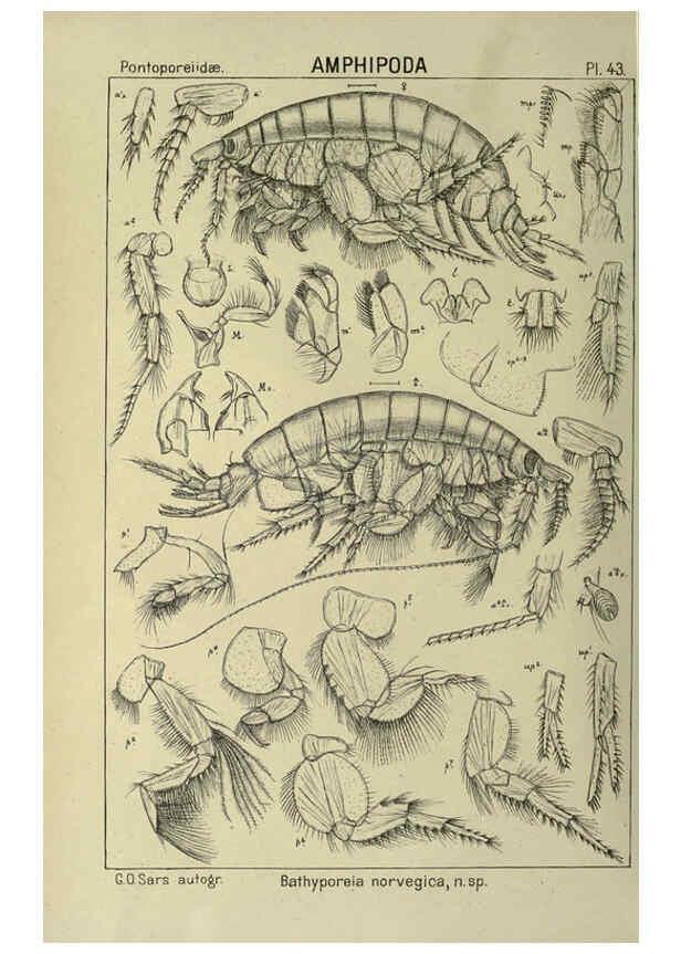 Reproducción/Reproduction 6194929023: An account of the Crustacea of Norway. v.1 Amphipoda (plates) Christiania,A. Cammermeyer,1895-1928