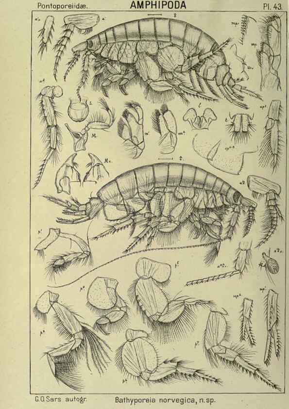 Reproducción/Reproduction 6194929023: An account of the Crustacea of Norway. v.1 Amphipoda (plates) Christiania,A. Cammermeyer,1895-1928