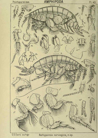 Reproducción/Reproduction 6194929023: An account of the Crustacea of Norway. v.1 Amphipoda (plates) Christiania,A. Cammermeyer,1895-1928