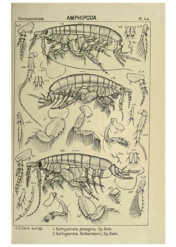 Reproducción/Reproduction 6194929201: An account of the Crustacea of Norway. v.1 Amphipoda (plates) Christiania,A. Cammermeyer,1895-1928