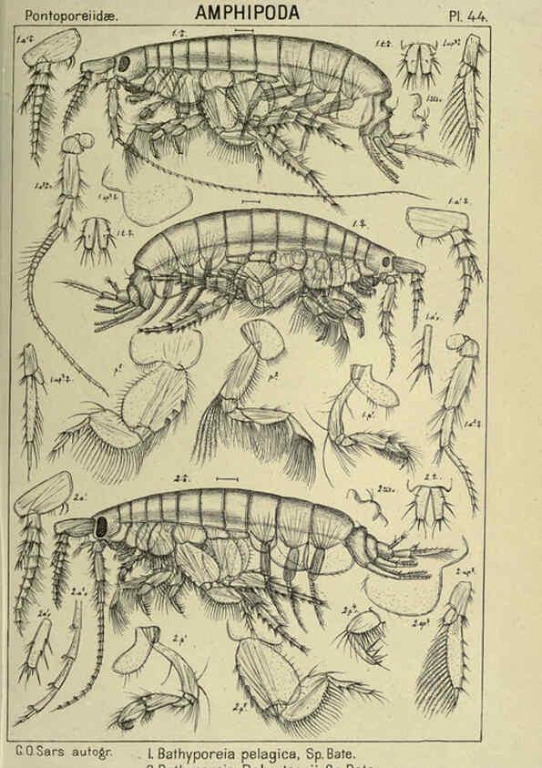 Reproducción/Reproduction 6194929201: An account of the Crustacea of Norway. v.1 Amphipoda (plates) Christiania,A. Cammermeyer,1895-1928