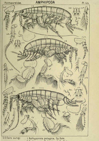 Reproducción/Reproduction 6194929201: An account of the Crustacea of Norway. v.1 Amphipoda (plates) Christiania,A. Cammermeyer,1895-1928
