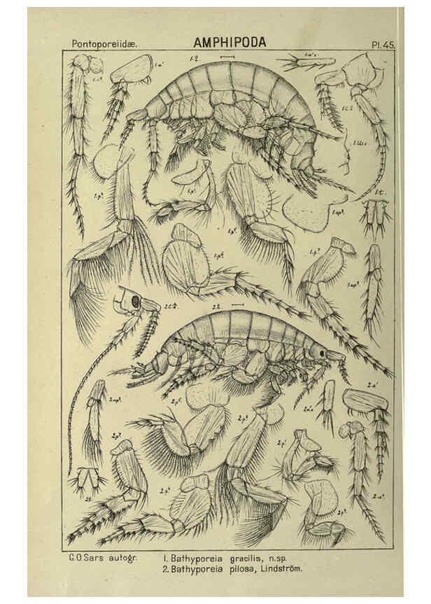 Reproducción/Reproduction 6195446562: An account of the Crustacea of Norway. v.1 Amphipoda (plates) Christiania,A. Cammermeyer,1895-1928