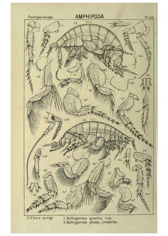 Reproducción/Reproduction 6195446562: An account of the Crustacea of Norway. v.1 Amphipoda (plates) Christiania,A. Cammermeyer,1895-1928