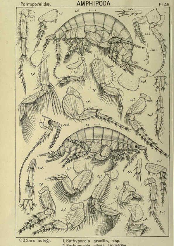 Reproducción/Reproduction 6195446562: An account of the Crustacea of Norway. v.1 Amphipoda (plates) Christiania,A. Cammermeyer,1895-1928