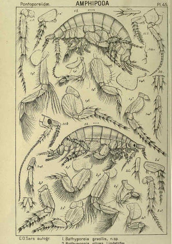 Reproducción/Reproduction 6195446562: An account of the Crustacea of Norway. v.1 Amphipoda (plates) Christiania,A. Cammermeyer,1895-1928