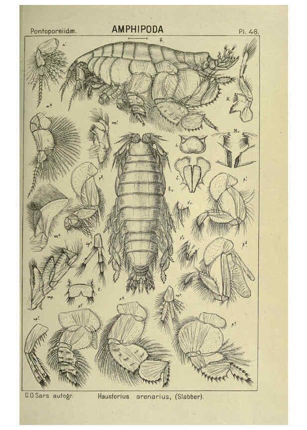 Reproducción/Reproduction 6195446812: An account of the Crustacea of Norway. v.1 Amphipoda (plates) Christiania,A. Cammermeyer,1895-1928