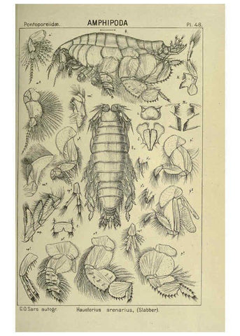 Reproducción/Reproduction 6195446812: An account of the Crustacea of Norway. v.1 Amphipoda (plates) Christiania,A. Cammermeyer,1895-1928