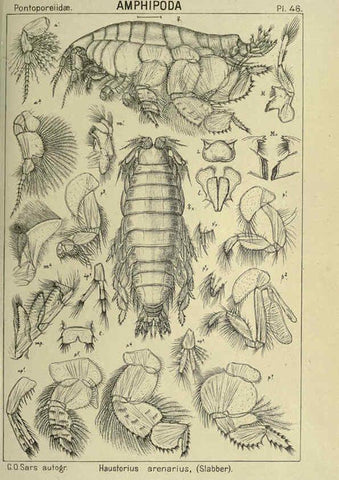 Reproducción/Reproduction 6195446812: An account of the Crustacea of Norway. v.1 Amphipoda (plates) Christiania,A. Cammermeyer,1895-1928