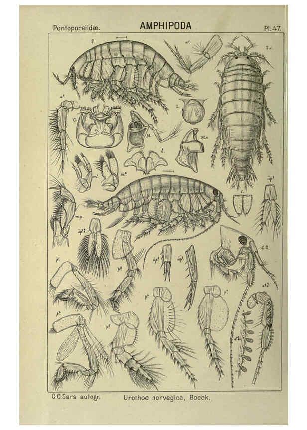 Reproducción/Reproduction 6195447024: An account of the Crustacea of Norway. v.1 Amphipoda (plates) Christiania,A. Cammermeyer,1895-1928