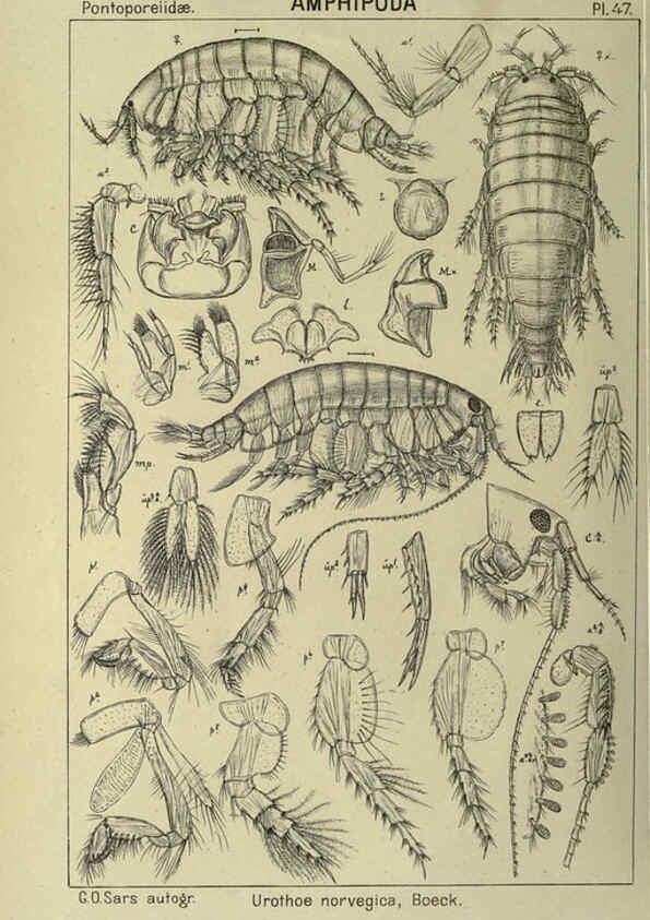 Reproducción/Reproduction 6195447024: An account of the Crustacea of Norway. v.1 Amphipoda (plates) Christiania,A. Cammermeyer,1895-1928