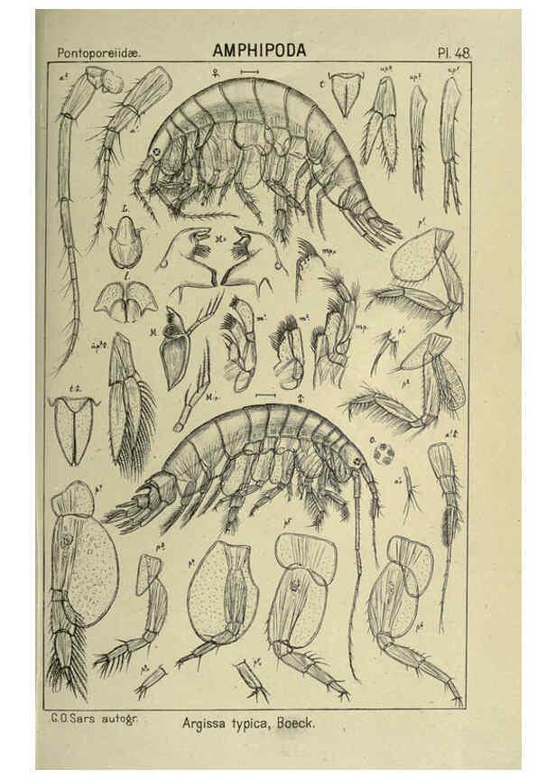Reproducción/Reproduction 6194929983: An account of the Crustacea of Norway. v.1 Amphipoda (plates) Christiania,A. Cammermeyer,1895-1928