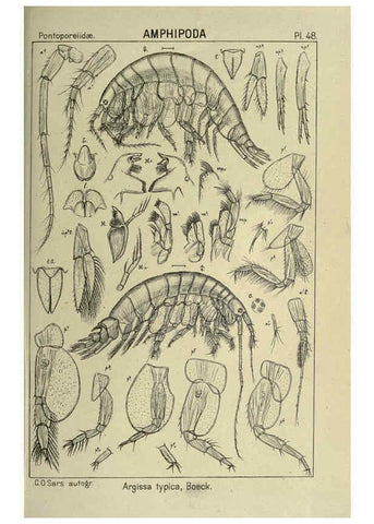 Reproducción/Reproduction 6194929983: An account of the Crustacea of Norway. v.1 Amphipoda (plates) Christiania,A. Cammermeyer,1895-1928