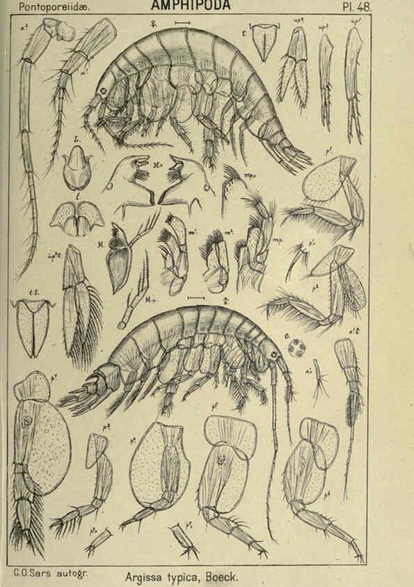 Reproducción/Reproduction 6194929983: An account of the Crustacea of Norway. v.1 Amphipoda (plates) Christiania,A. Cammermeyer,1895-1928