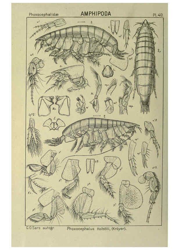 Reproducción/Reproduction 6195447430: An account of the Crustacea of Norway. v.1 Amphipoda (plates) Christiania,A. Cammermeyer,1895-1928