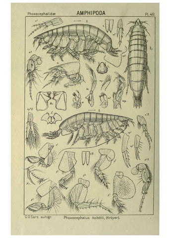 Reproducción/Reproduction 6195447430: An account of the Crustacea of Norway. v.1 Amphipoda (plates) Christiania,A. Cammermeyer,1895-1928